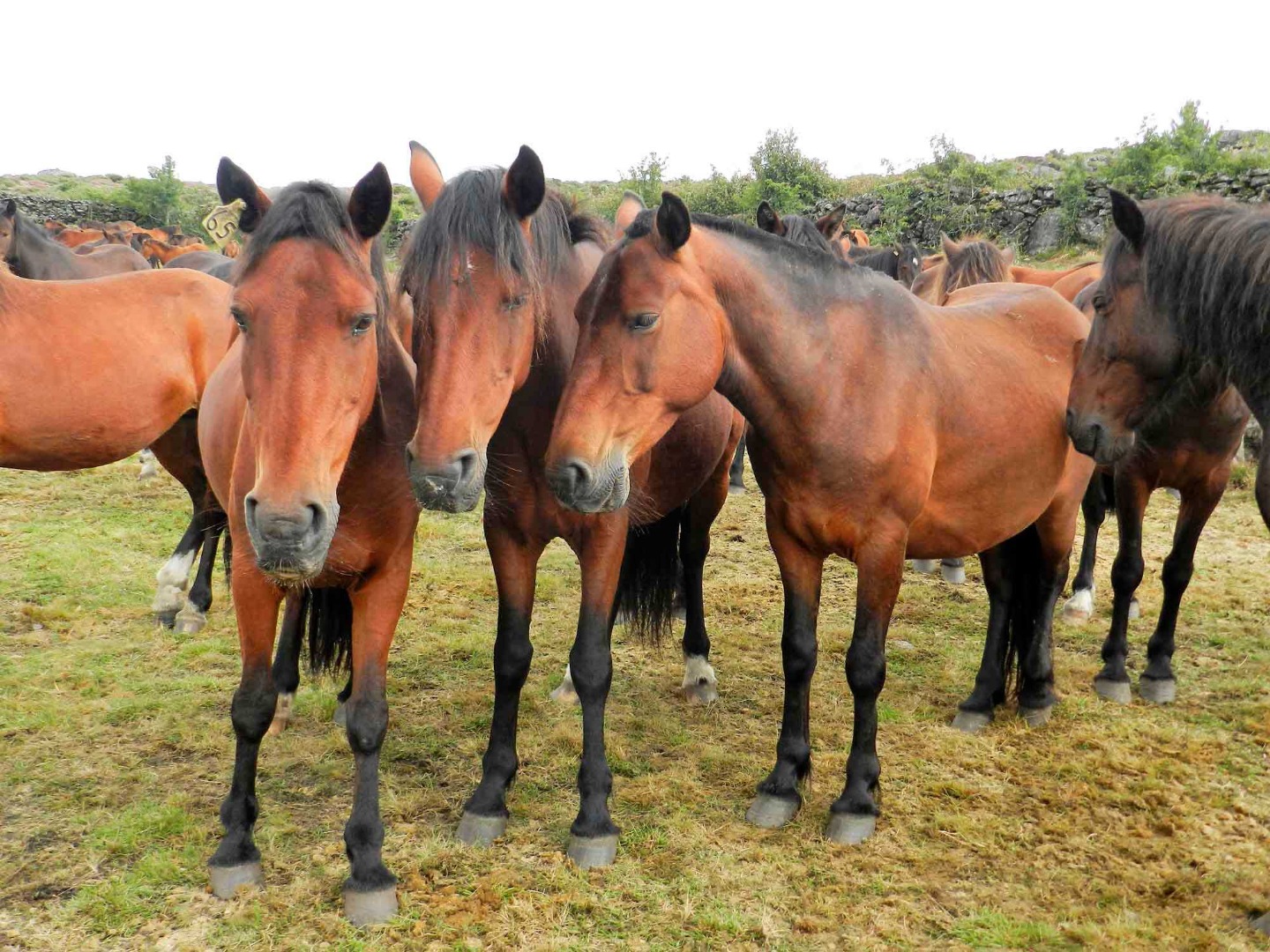 Um Destino Equestre de imersão na natureza, cultura e património!