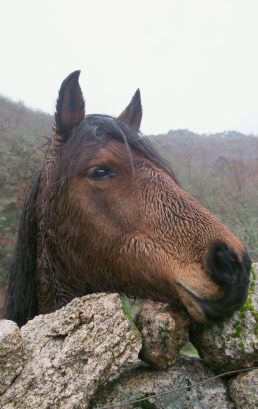 O cavalo e o desenvolvimento territorial