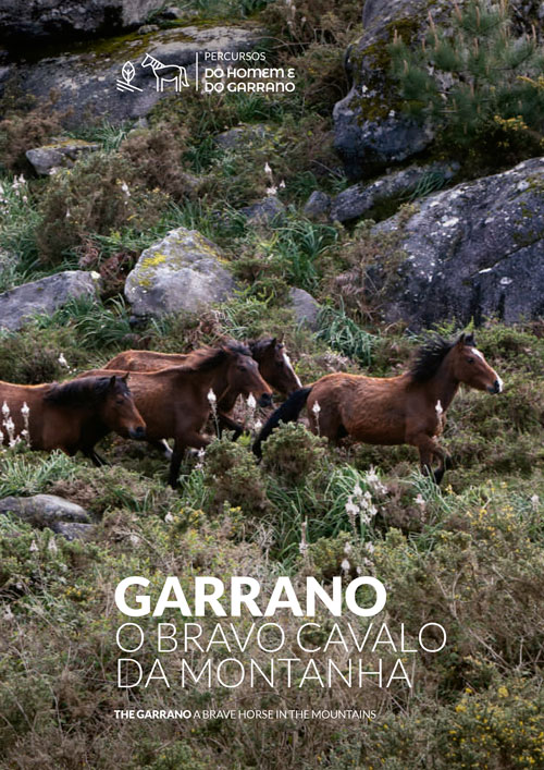 Garrano: O Bravo Cavalo da Montanha