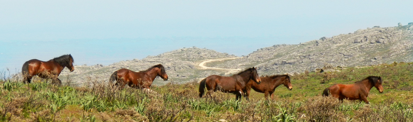 Ecologia e etologia de equídeos